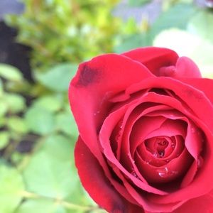 Meet your Posher, Afsan